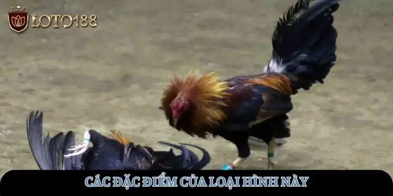 Các đặc điểm của loại hình này