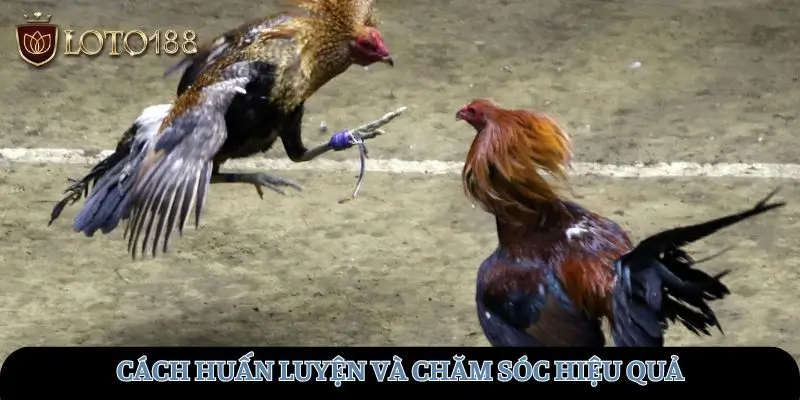 Cách huấn luyện hiệu quả