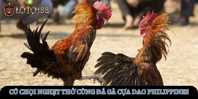 da-ga-cua-dao-philippine-avt