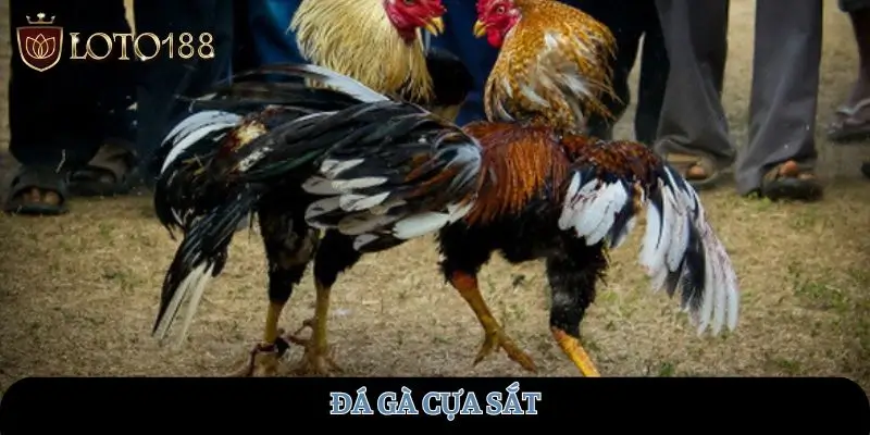 da-ga-cua-sat