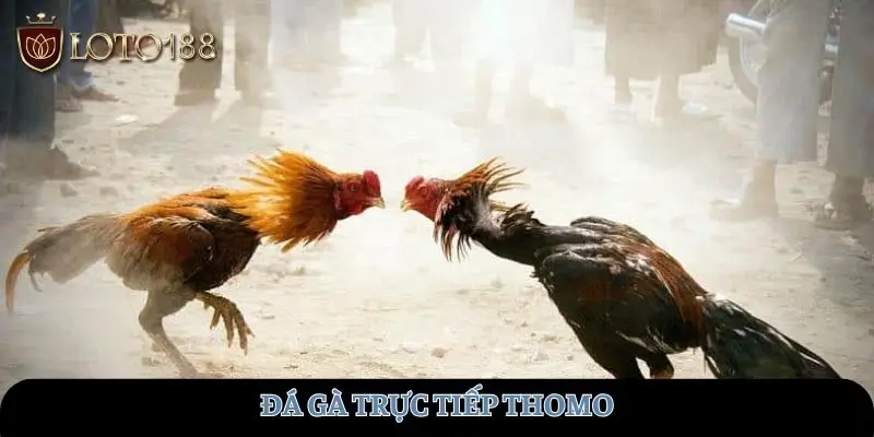 da-ga-truc-tiep-thomo