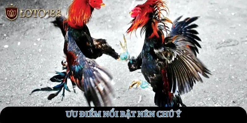 Ưu điểm nổi bật nên chú ý